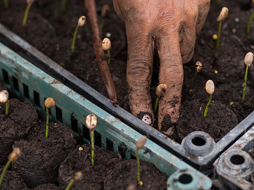 journal_planting-coffee.jpg